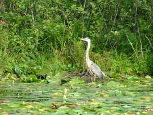 bayfield_county_lakes_top_10_3